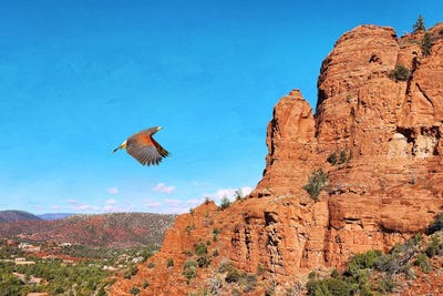 Red Shouldered Hawk At Sedona by Laura D Young gallery poster