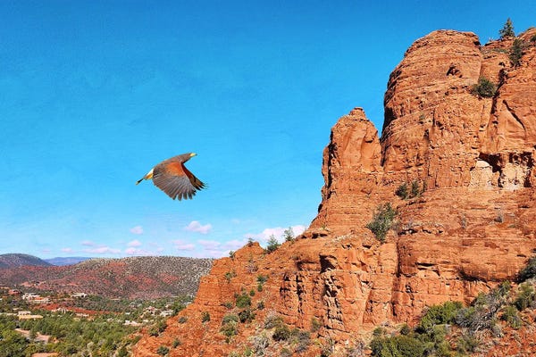 Sedona: Red Shouldered Hawk At Sedona by Laura D Young