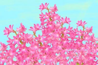 Hyacinths