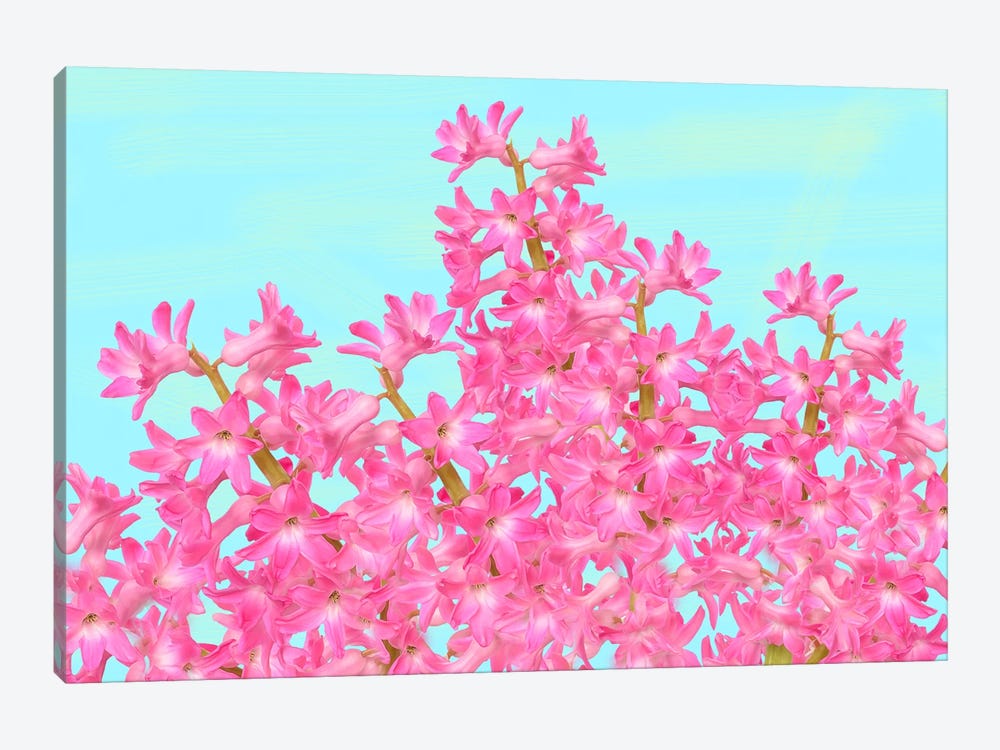 Pink Hyacinth Flower Arrangement by Laura D Young 1-piece Canvas Art Print