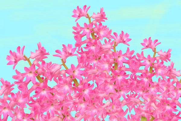 Hyacinths: Pink Hyacinth Flower Arrangement by Laura D Young