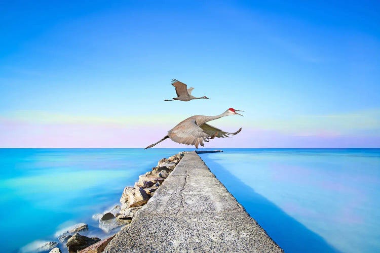 Sandhill Cranes At Louisiana Coast