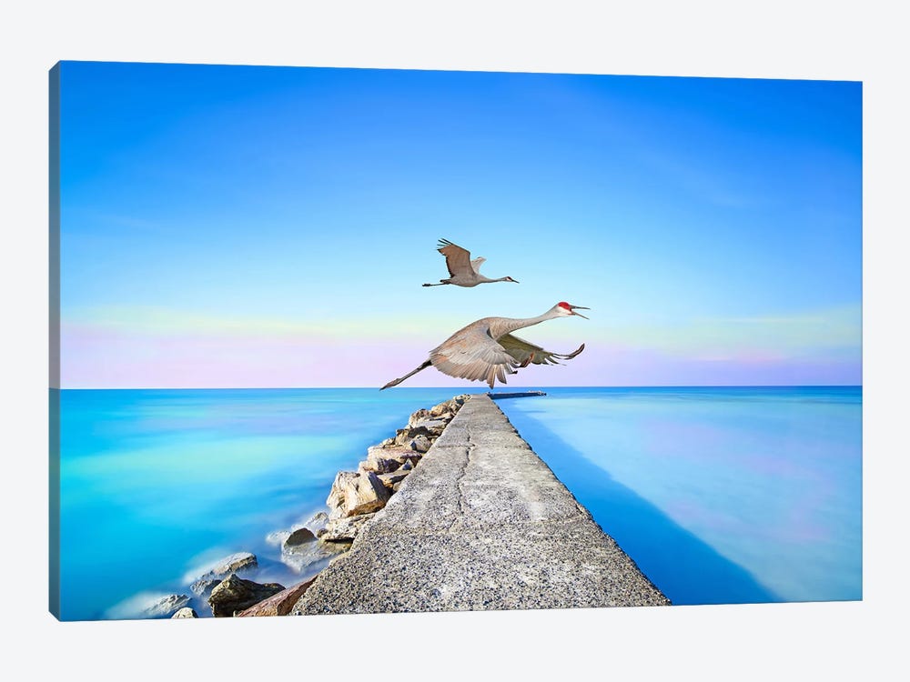 Sandhill Cranes At Louisiana Coast by Laura D Young 1-piece Canvas Wall Art