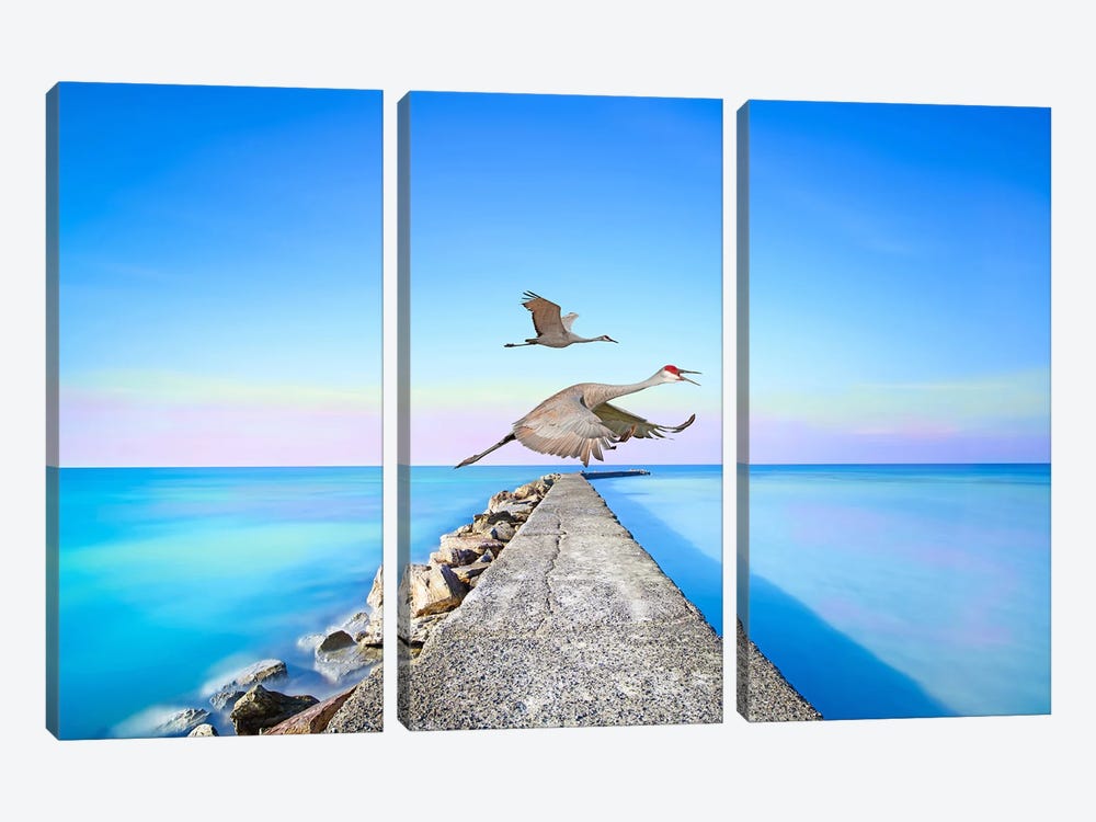 Sandhill Cranes At Louisiana Coast by Laura D Young 3-piece Canvas Wall Art