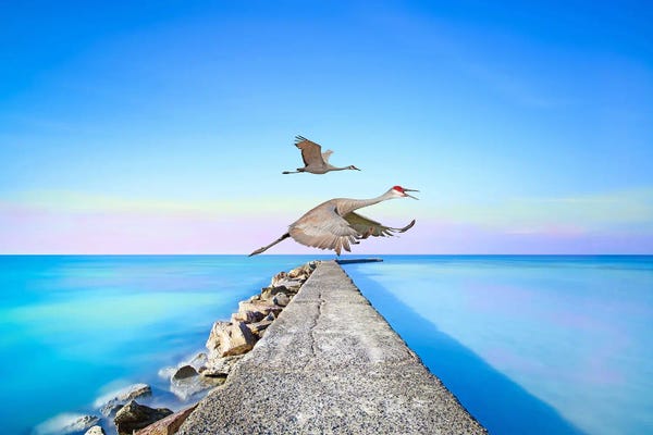 Laura D Young: Sandhill Cranes At Louisiana Coast by Laura D Young