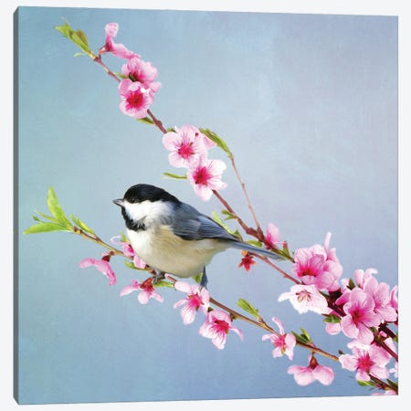 Black Capped Chickadee And Peach Blossoms Canvas Print #LDY20} by Laura D Young Canvas Art