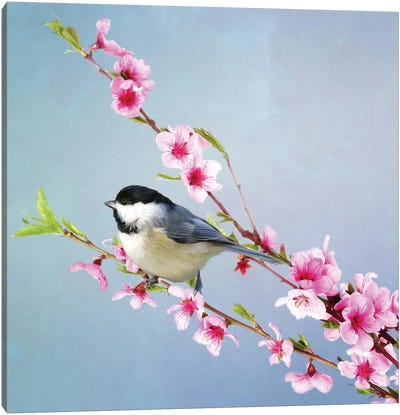 Black Capped Chickadee And Peach Blossoms Canvas Art Print - Laura D Young