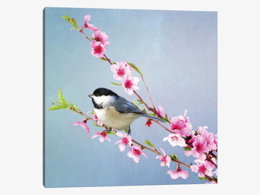 Black Capped Chickadee And Peach Blossoms by Laura D Young 1-piece Canvas Print