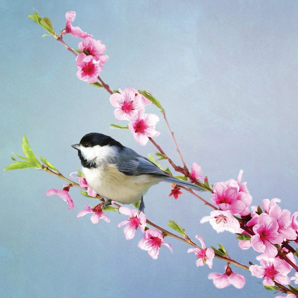 Laura D Young: Black Capped Chickadee And Peach Blossoms by Laura D Young