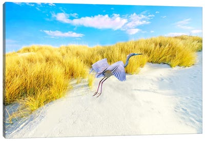 Little Blue Heron At Gulf Coast Canvas Art Print - Laura D Young