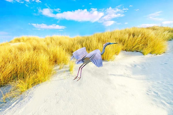 Laura D Young: Little Blue Heron At Gulf Coast by Laura D Young