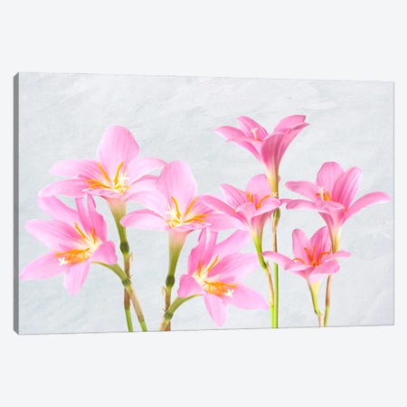Pink Lily Flower Arrangement Canvas Print #LDY211} by Laura D Young Canvas Artwork