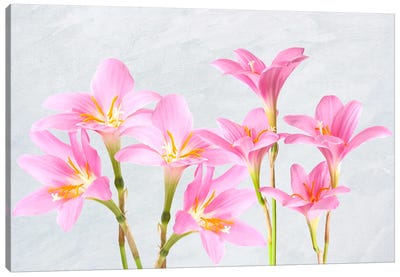 Pink Lily Flower Arrangement Canvas Art Print - Laura D Young