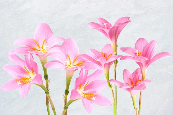 Lilies: Pink Lily Flower Arrangement by Laura D Young