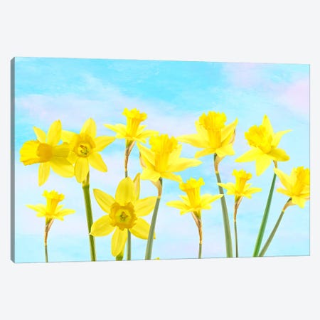 Spring Daffodil Flower Garden Canvas Print #LDY212} by Laura D Young Canvas Artwork