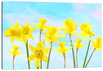 Spring Daffodil Flower Garden Canvas Art Print - Daffodil Art