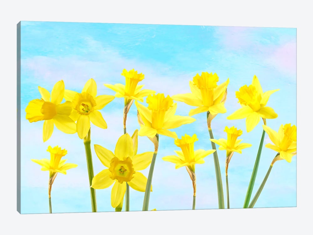 Spring Daffodil Flower Garden by Laura D Young 1-piece Canvas Artwork