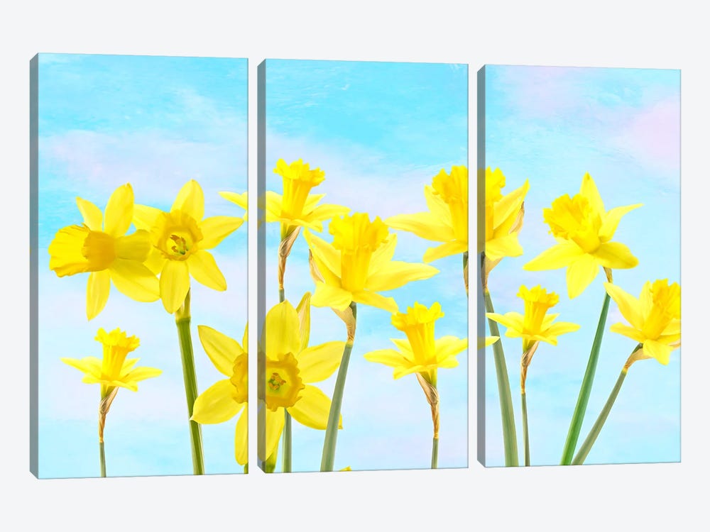Spring Daffodil Flower Garden by Laura D Young 3-piece Canvas Artwork