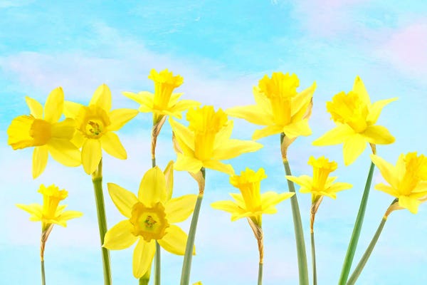 Mesmerizing Digital Artists: Spring Daffodil Flower Garden by Laura D Young