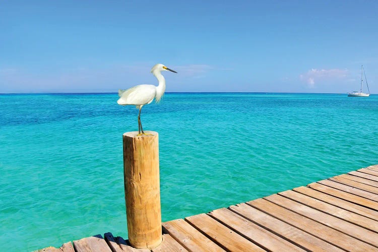 Snowy Egret At The Pier