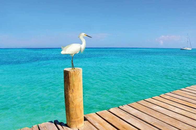 Snowy Egret At The Pier by Laura D Young wall art