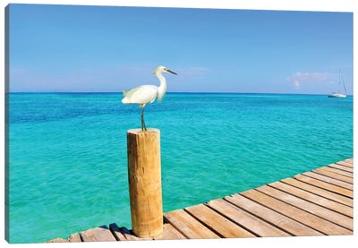 Snowy Egret At The Pier Canvas Art Print - Laura D Young