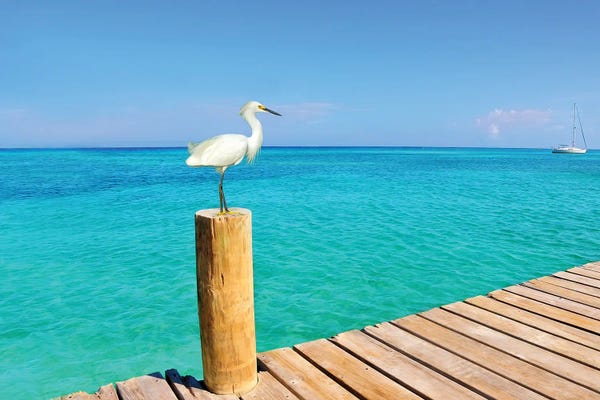 Snowy Egret At The Pier