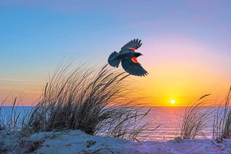 Red Winged Blackbird Takes Flight by Laura D Young canvas print