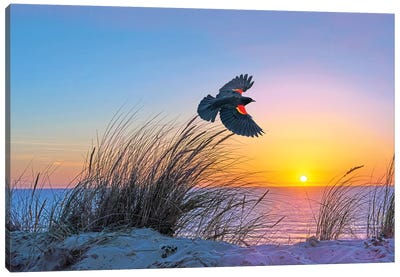 Red Winged Blackbird Takes Flight Canvas Art Print - Laura D Young