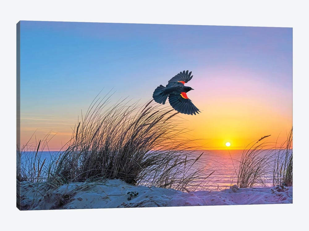 Red Winged Blackbird Takes Flight by Laura D Young 1-piece Canvas Wall Art