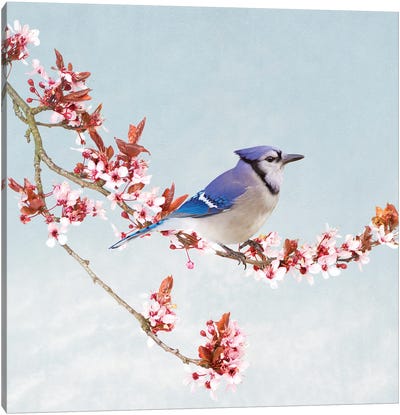Blue Jay In Blossoming Apple Tree Canvas Art Print - Jay Art