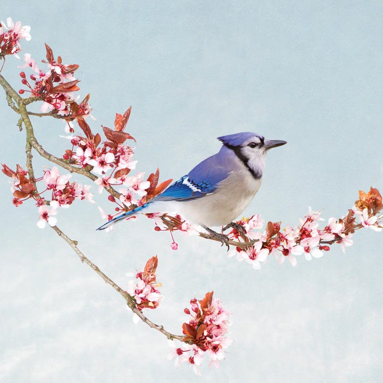 Blue Jay In Blossoming Apple Tree