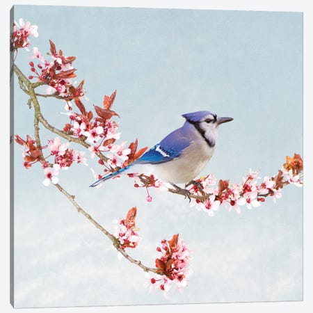 Blue Jay In Blossoming Apple Tree Canvas Print #LDY216} by Laura D Young Canvas Print