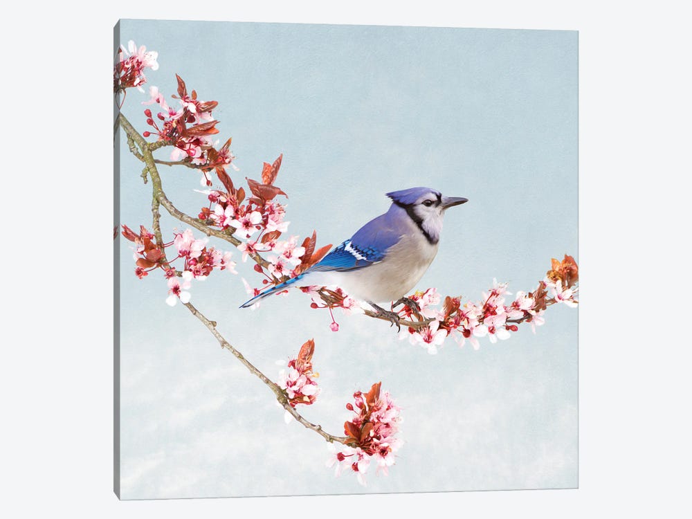 Blue Jay In Blossoming Apple Tree by Laura D Young 1-piece Canvas Wall Art