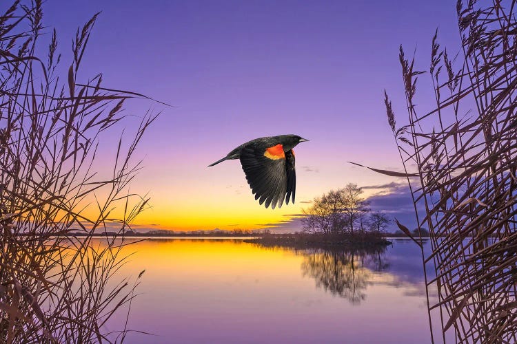 Red Winged Blackbird At Mountain Lake by Laura D Young wall art