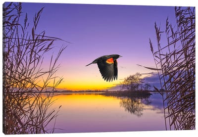 Red Winged Blackbird At Mountain Lake Canvas Art Print - Laura D Young