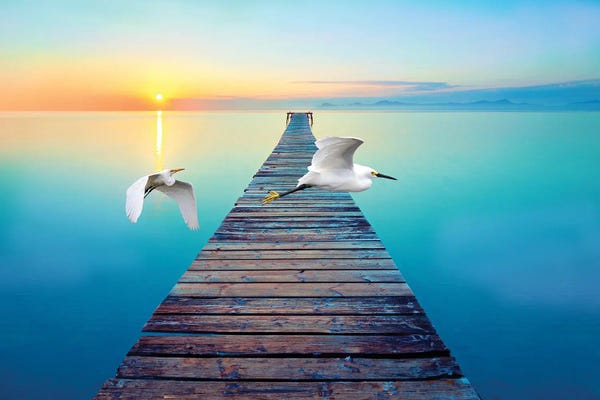 Laura D Young: Great White Egrets At Sunset by Laura D Young