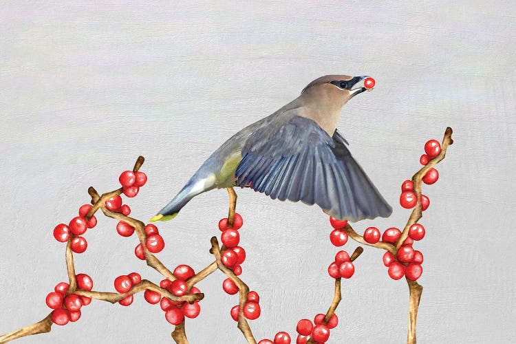 Cedar Waxwing And Berries