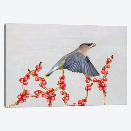 Cedar Waxwing And Berries Canvas Print #LDY21} by Laura D Young Canvas Artwork