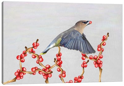 Cedar Waxwing And Berries Canvas Art Print - Laura D Young