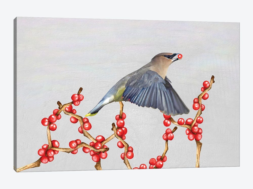Cedar Waxwing And Berries by Laura D Young 1-piece Canvas Artwork