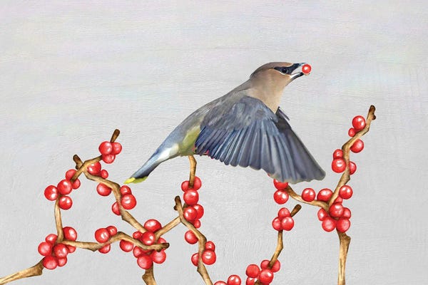 Laura D Young: Cedar Waxwing And Berries by Laura D Young