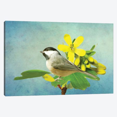 Carolina Chickadee And Yellow Flowers Canvas Print #LDY22} by Laura D Young Canvas Wall Art