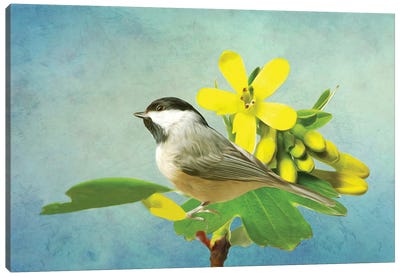 Carolina Chickadee And Yellow Flowers Canvas Art Print - Laura D Young