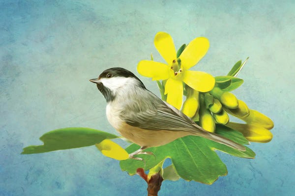 Laura D Young: Carolina Chickadee And Yellow Flowers by Laura D Young