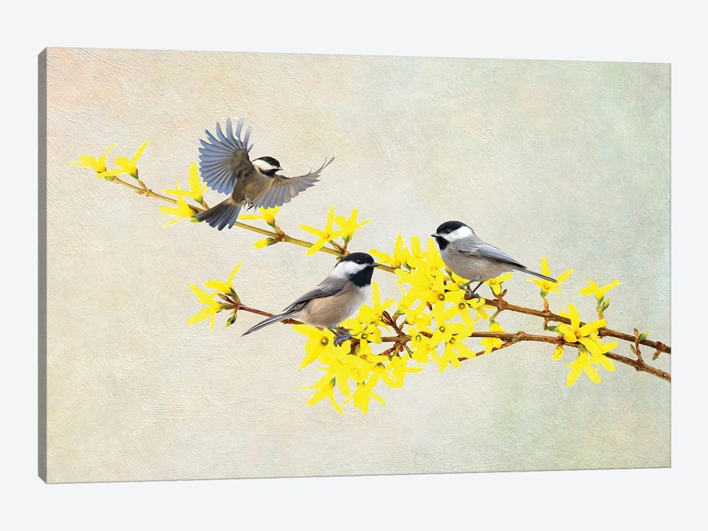 Chickadees And Forsythia by Laura D Young 1-piece Canvas Artwork