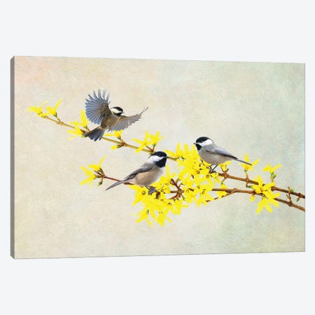 Chickadees And Forsythia Canvas Print #LDY23} by Laura D Young Canvas Artwork