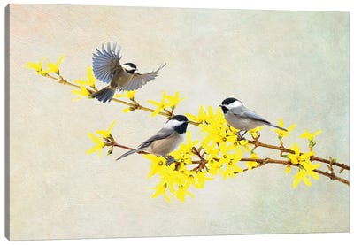 Chickadees And Forsythia Canvas Art Print - Laura D Young