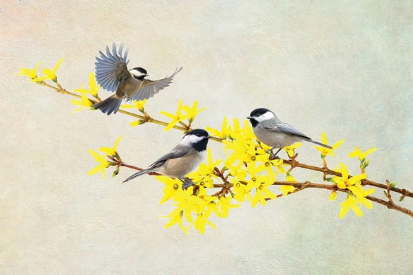 Laura D Young: Chickadees And Forsythia by Laura D Young