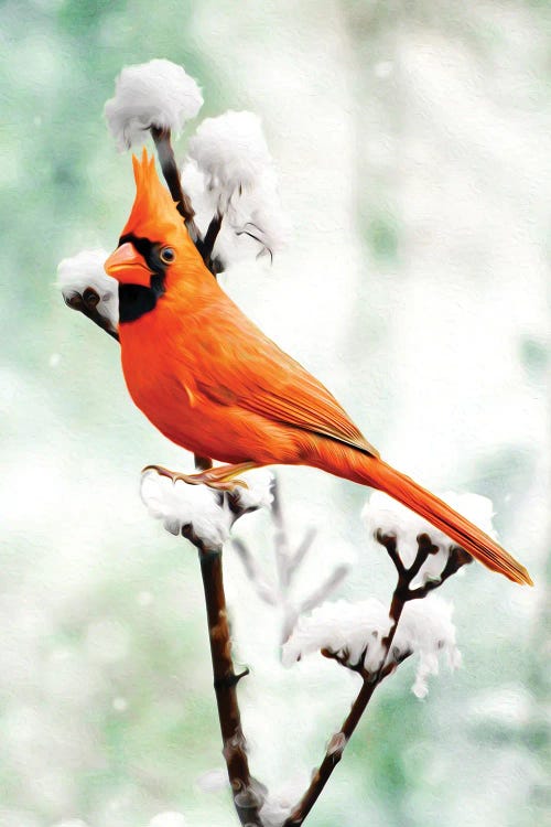 Northern Cardinal On Snowy Branch